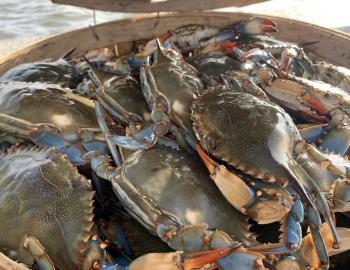 bucket of blue crabs
