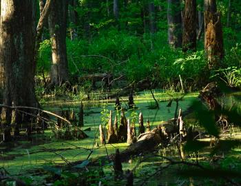 Verdant swamp and marsh line the Birch Lane Trail in Kitty Hawk Woods. Verdant swamp and marsh line the Birch Lane Trail in Kitty Hawk Woods.