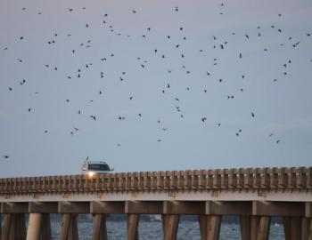 Purple martins swarming around the William Umstead Bridge. Purple martins swarming around the William Umstead Bridge.