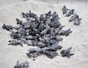 A Sea turtle boil or hatching. Photo, Coast Review A Sea turtle boil or hatching. Photo, Coast Review