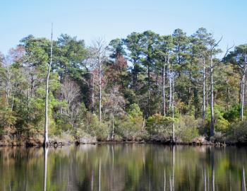 Sandy Run Park, Kitty Hawk, Thanksgiving 2022. Sandy Run Park, Kitty Hawk, Thanksgiving 2022.