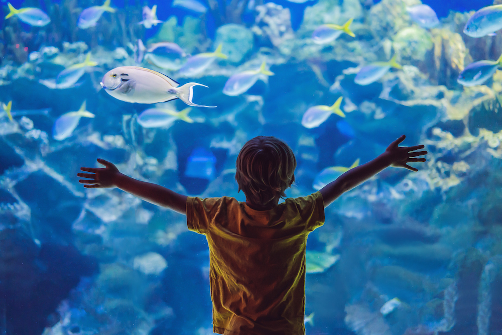 little child at an aquarium