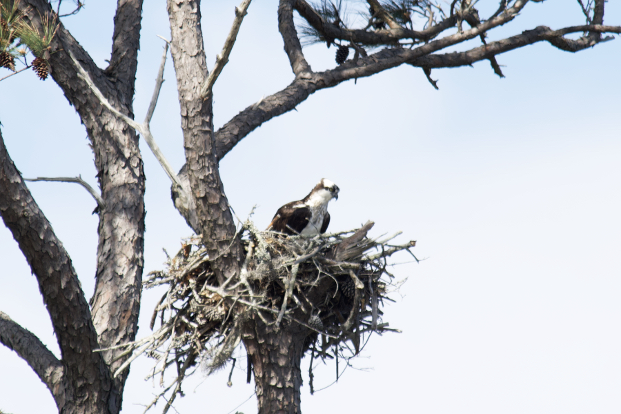 An osprey checks out her surrounding from her nest at Sandy Run Park. An osprey checks out her surrounding from her nest at Sandy Run Park.