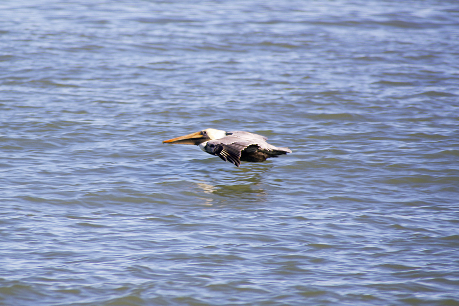 Skimming the water, a brown pelican glides above the waters of the Atlantic. just off Kitty Hawk beach. Skimming the water, a brown pelican glides above the waters of the Atlantic. just off Kitty Hawk beach.