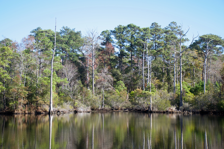 Sandy Run Park, Kitty Hawk, Thanksgiving 2022. Sandy Run Park, Kitty Hawk, Thanksgiving 2022.