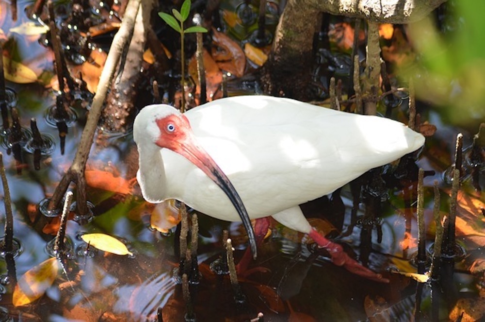 white bird in a pond