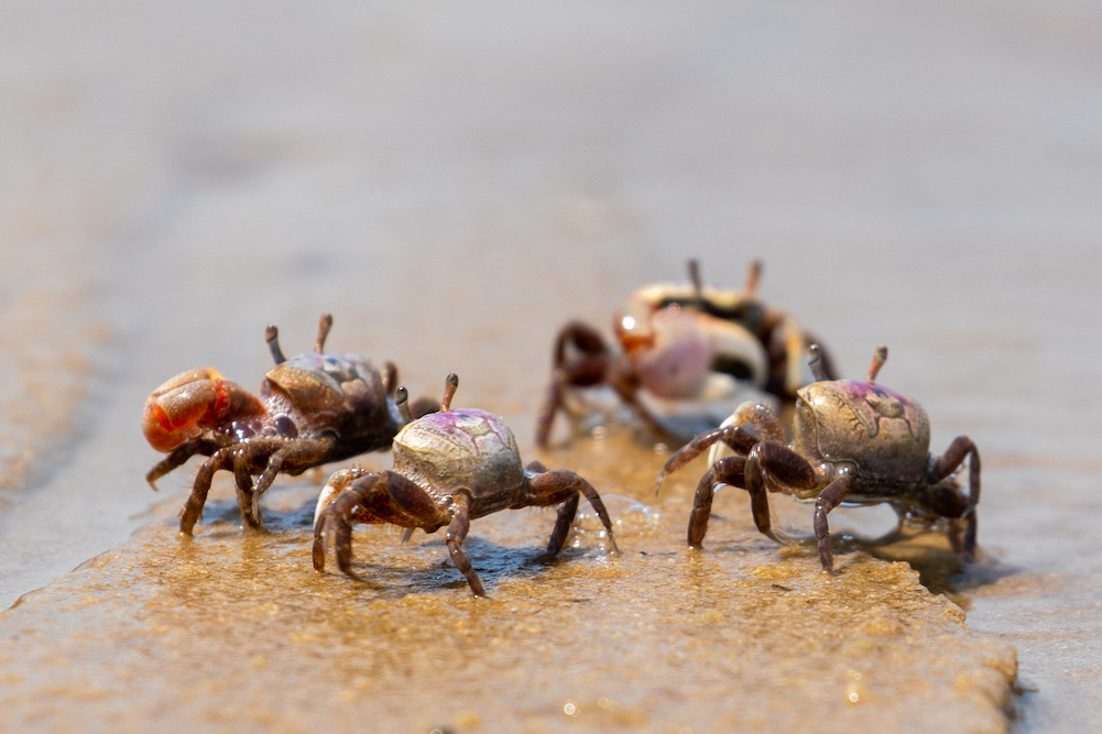 fiddler crabs on the beach in North Carolina