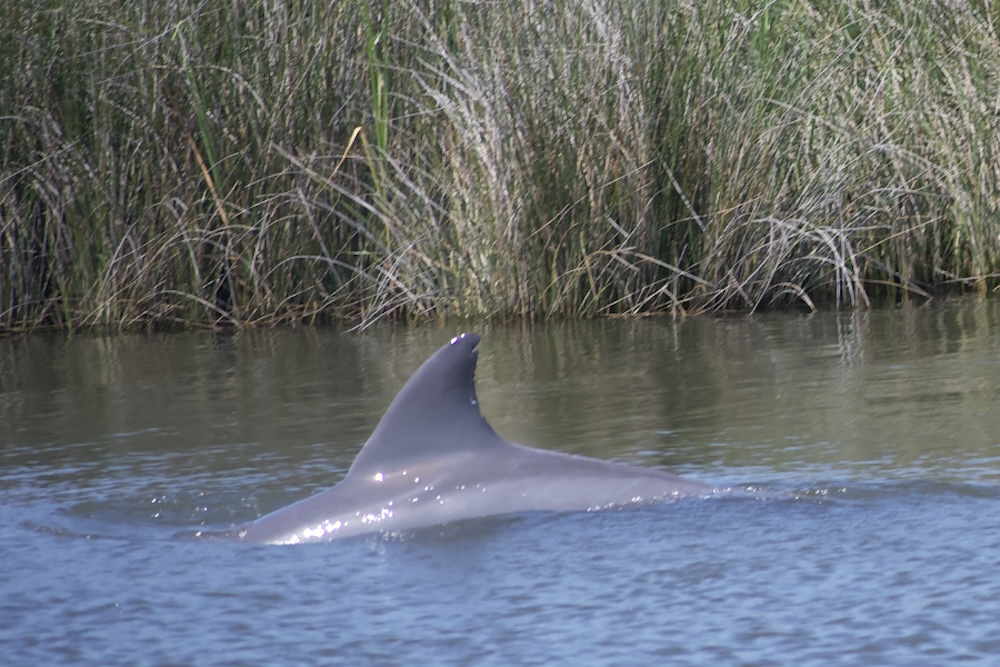 dolphin in the outer banks