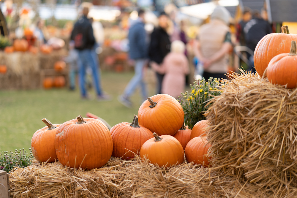 pumpkin patch fall festival